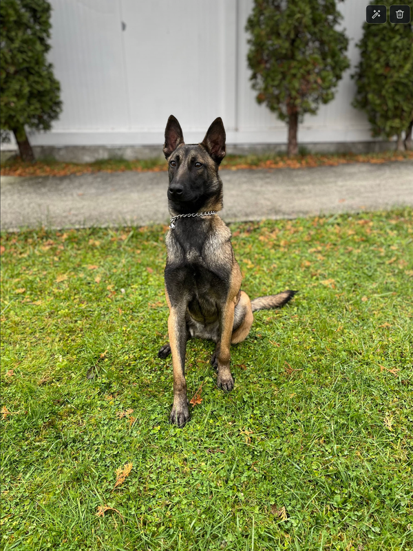 Reisebrev fra Sarajevo